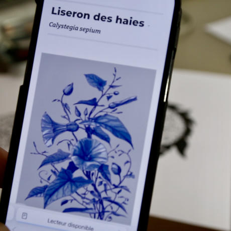 Adventice herbier_en_ligne